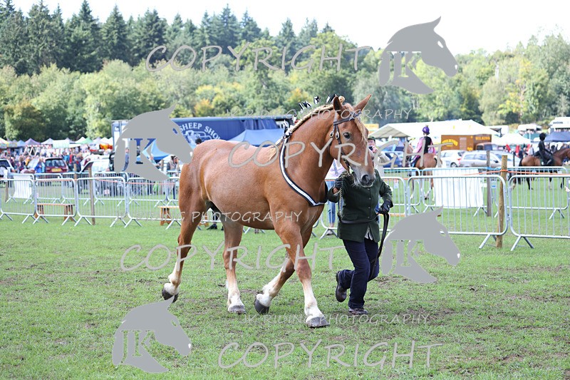 APP_3368 - Class 5 In Hand Championship