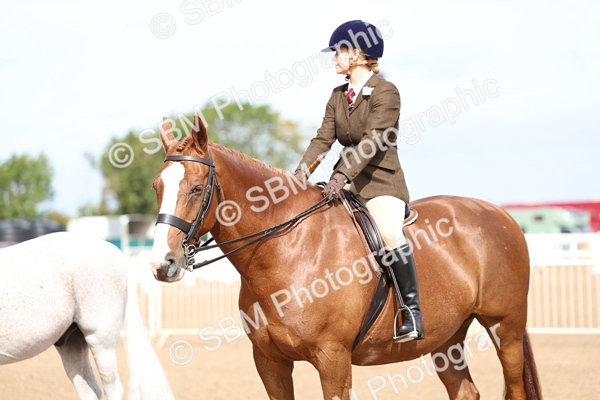 SBM_01889 - Class 18 - Handsomest Gelding - IH or Ridden