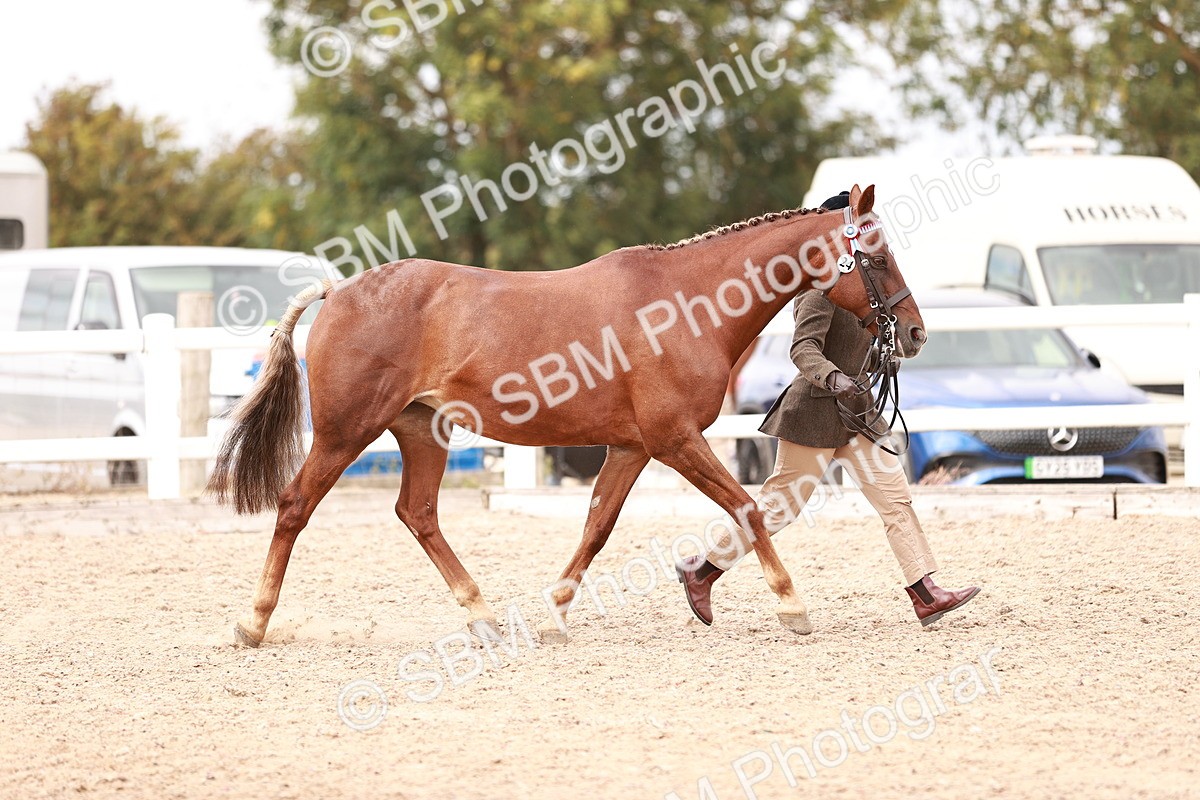 SBM_16285 - Class 413 - Best Condition - Adult