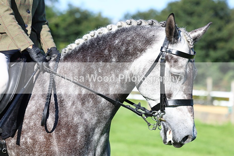 3E7A7620 - Class 1: Novice Working Hunter Pony