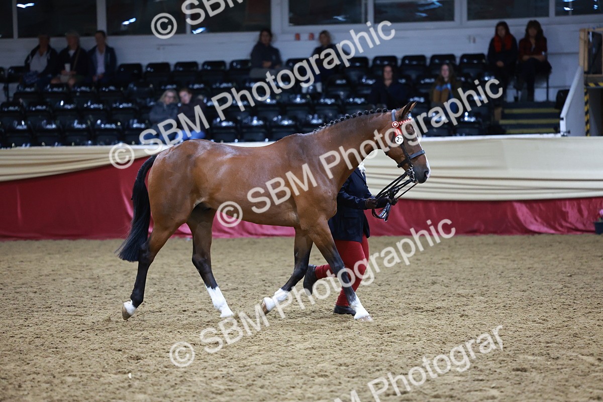 SBM_20481 - Class G - IH Large (over 148cm)Champ