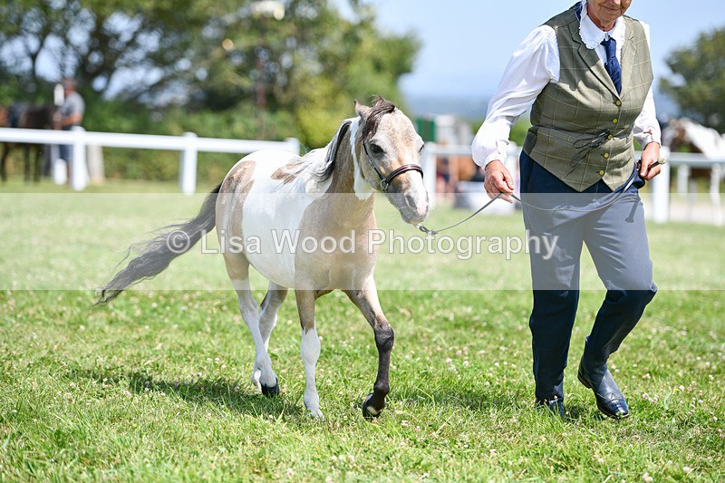 DSC_7416 - Class 62: Coloured Pony Youngstock