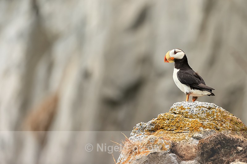 Horned Puffin perched on rock, Duck Island, Alaska - Horned Puffin