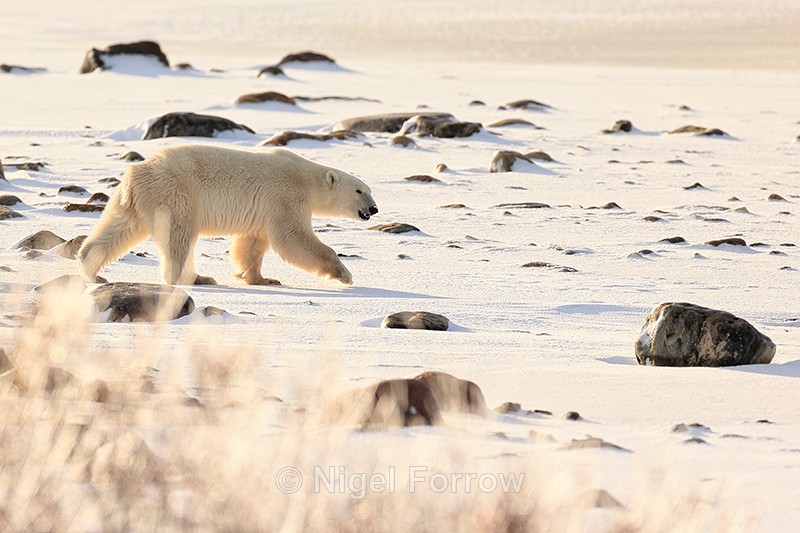 Polar Bear (male) & boulders, Churchill, Canada - Polar Bear