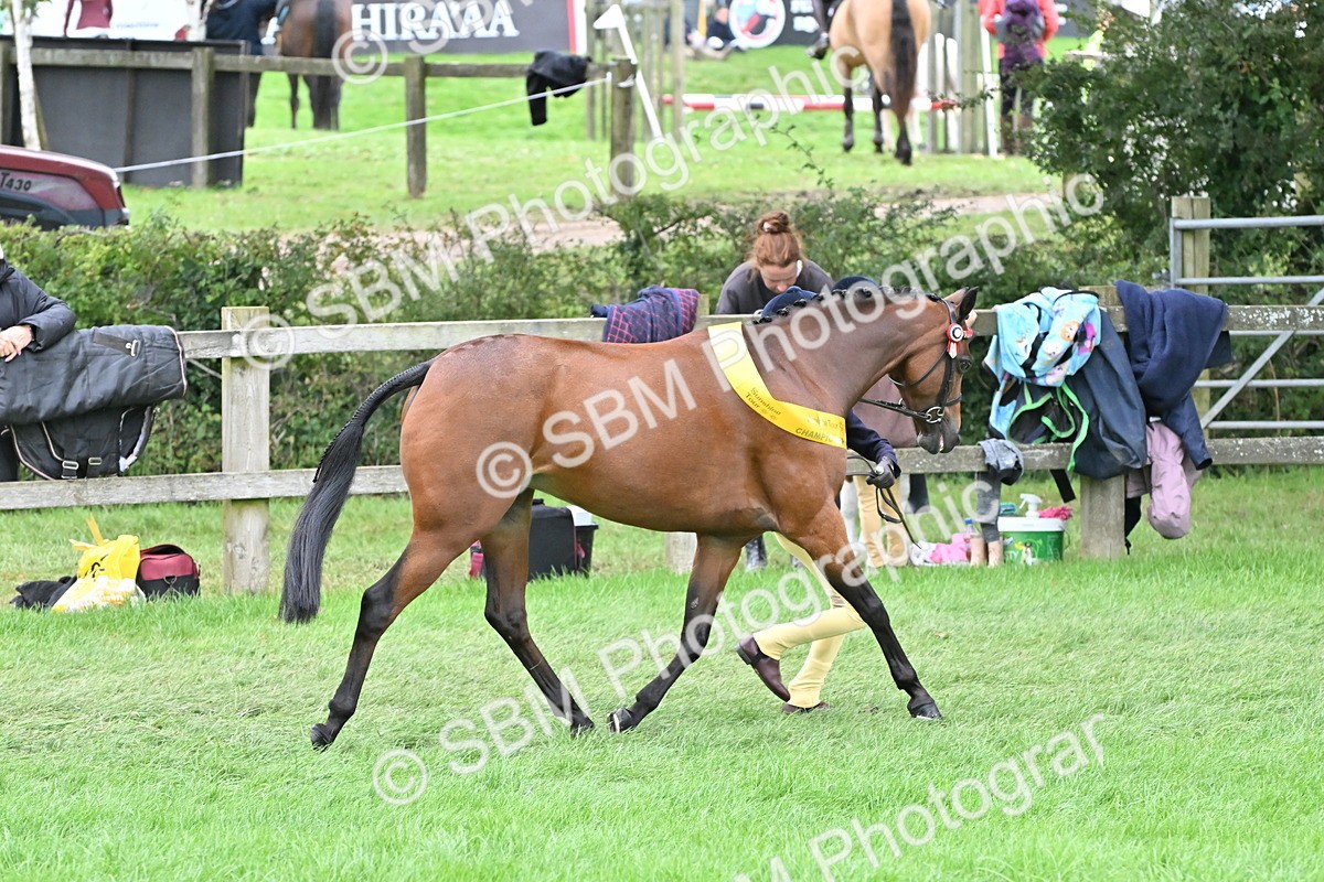 SBM_64983 - In Hand Pony & Younstock Supreme Championship