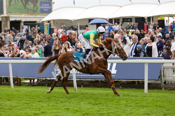 250524-Race 6-Primo Lara-3284 - Race 6 4.30pm Royal Yorkshire Regiment Handicap