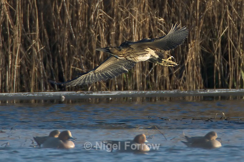 Bittern in flight above Wigeon at Otmoor - Bittern