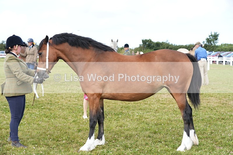 DSC05778 - Class 51: NPS M&M 4 years and over Large Breeds