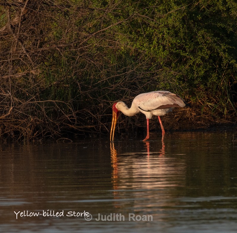  - South Africa Birds and Mammals