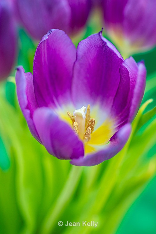 Purple Tulip - DSC_3369 - Purple