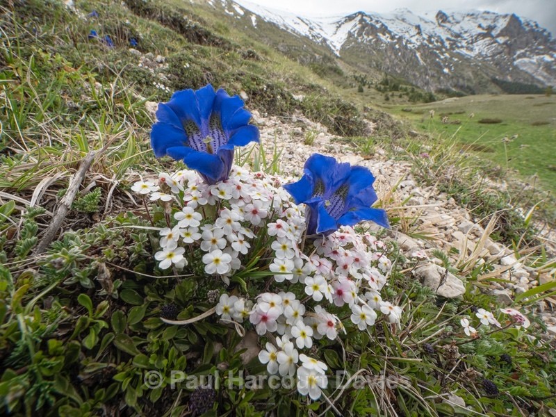 Rock Jasmine (Androsace villosa) growing with Trumpet Gentian  (Gentiana dinarica)  - Flowers in the Landscape - 1