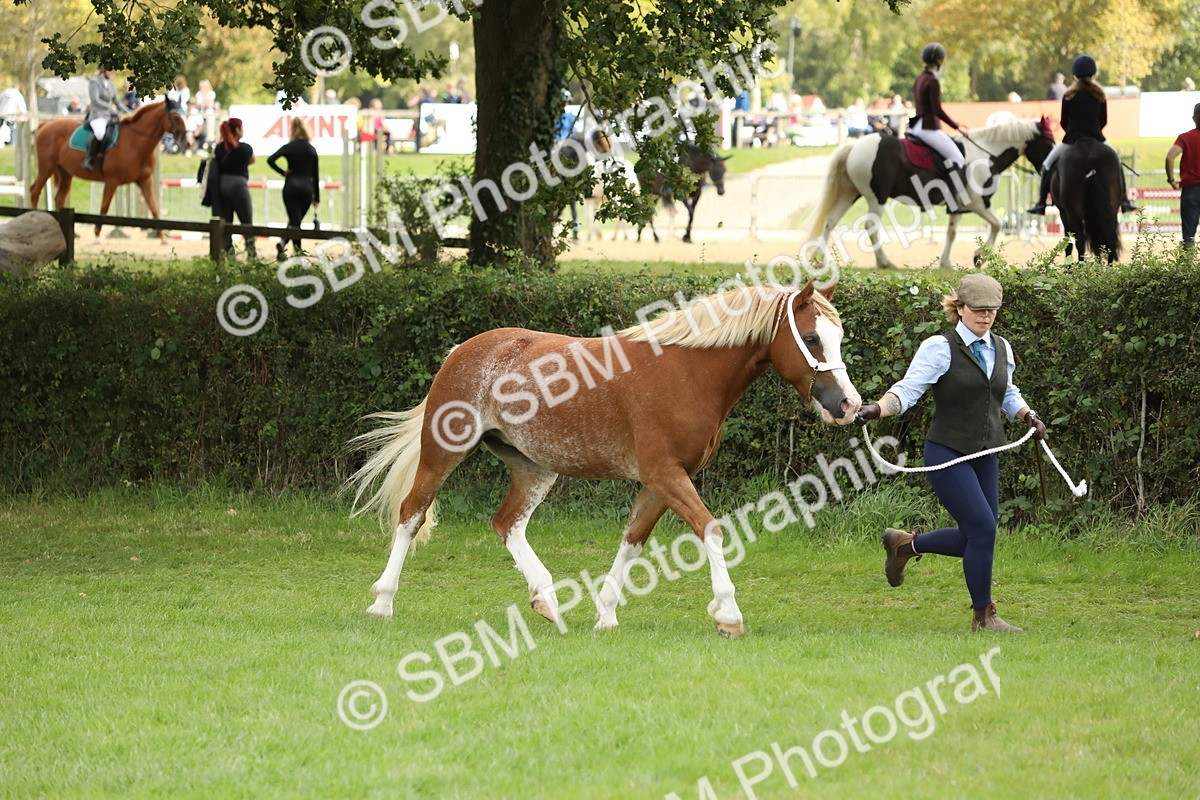 SBM_65389 - S47 - Mountain & Moorland In Hand Large Breeds