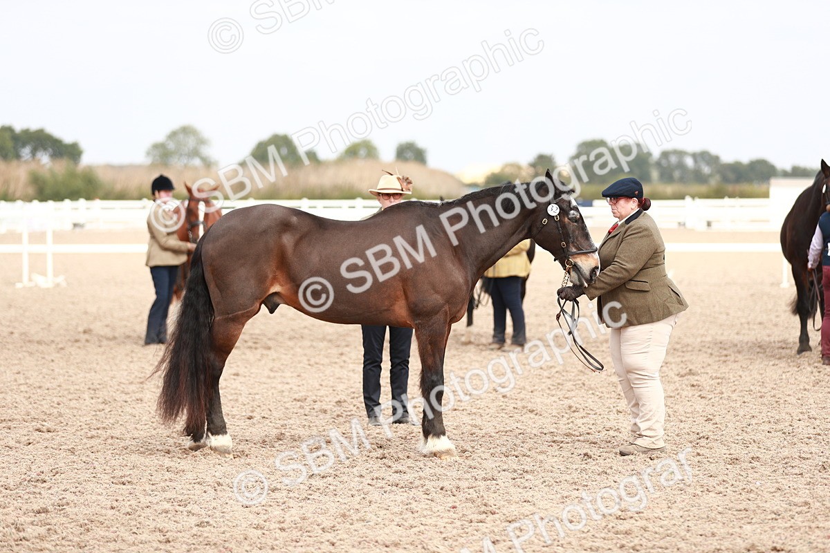 SBM_13279 - Class 208 IH Veteran Horse