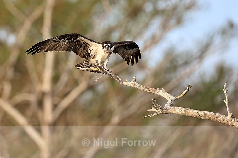 Osprey on branch wings spread, Blue Cypress Lake, Florida - Osprey