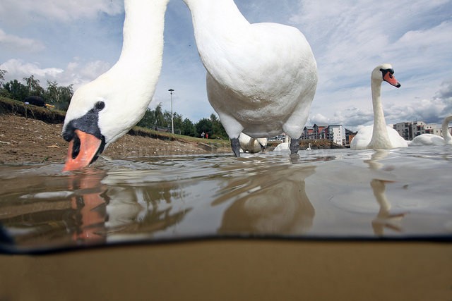  - UK and International Urban Wildlife