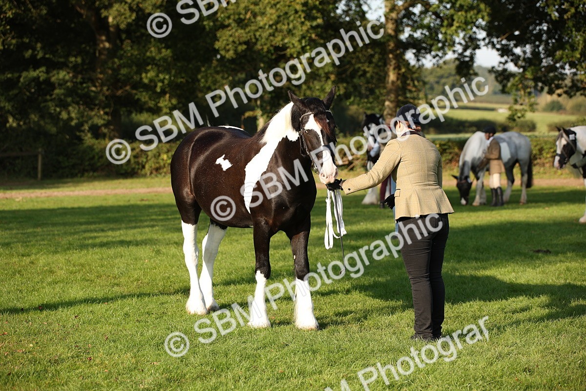 SBM_58718 - S51 - Piebald & Skewbald Horse In Hand