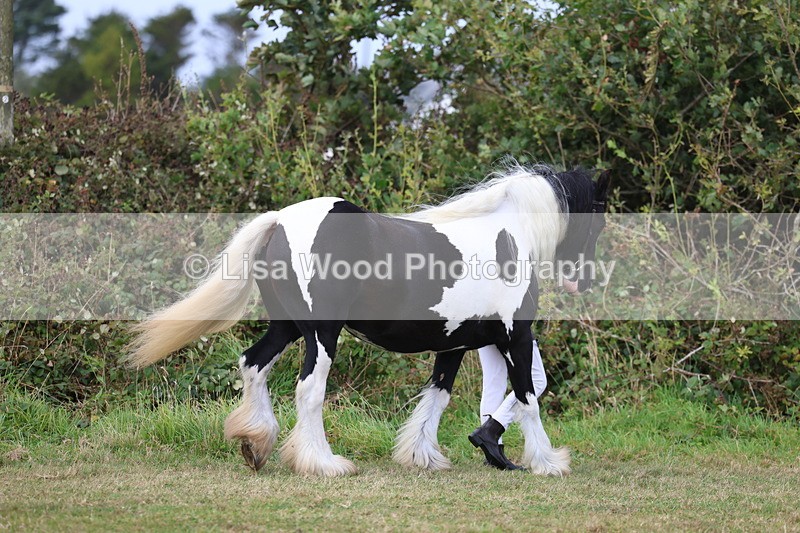 3E7A5324 - Class 19: Best Coloured in Hand