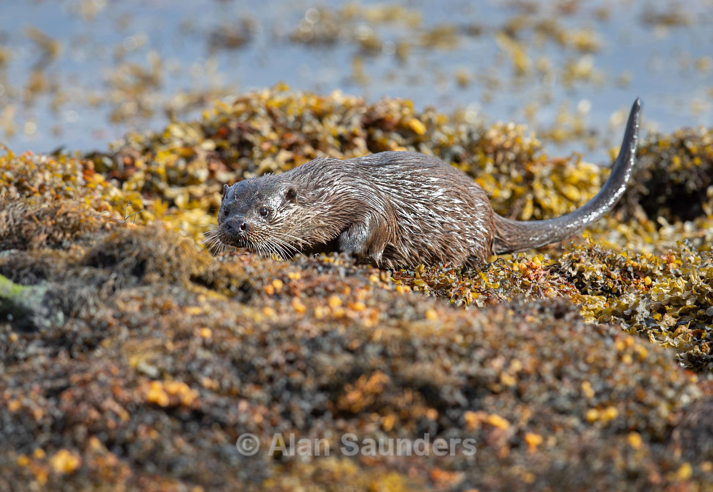 Eurasian Otter 22