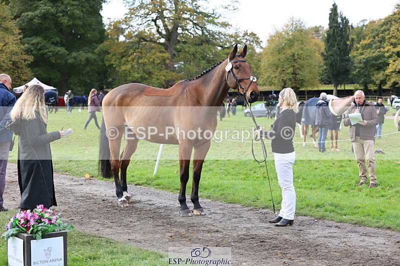 251026A-114831-25695 - G-514-Carolyn.Price With Trot Up
