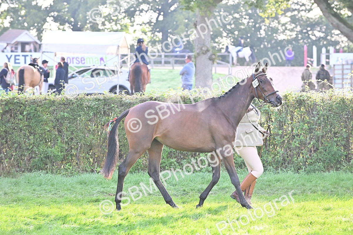 SBM_55334 - S44 - Youngstock In Hand