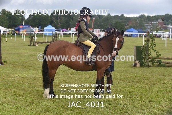 JAC_4031 - 40CM WORKING HUNTER