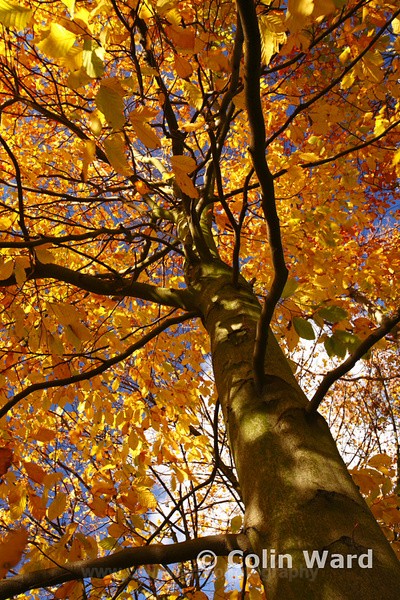 Autumn Beech Tree. Ref 9671 - County Durham