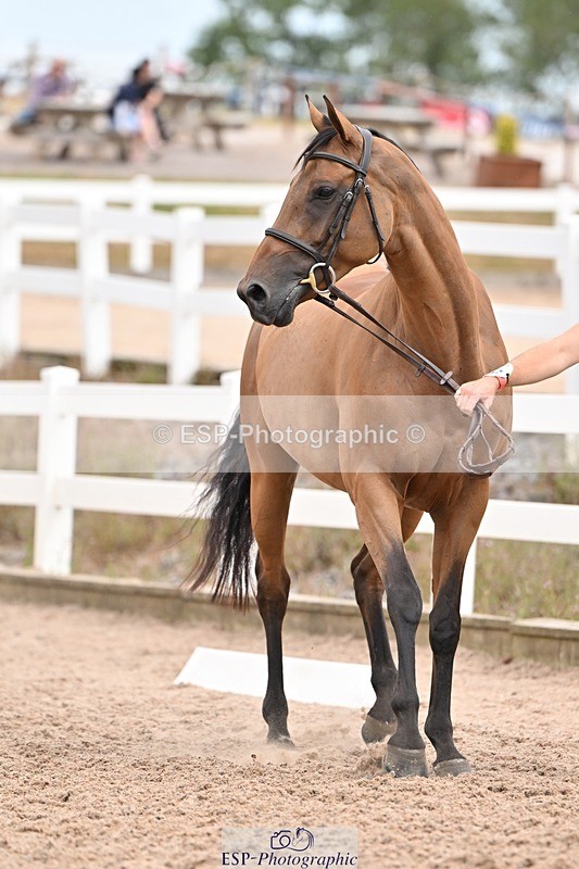 250716-161425-02513 - Trot Up 3.30 to 4.30