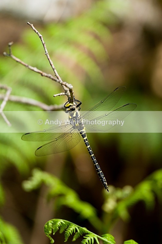 20120530-_MG_9634 - Dragonflies & Damselflies