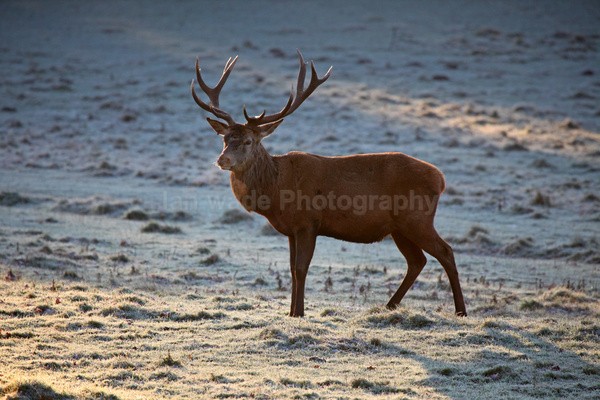 Stag _ AGTO114 - Wildlife, Mammal Photography, Great Britain