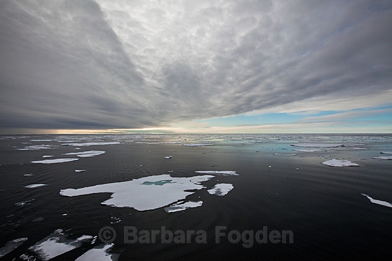 Packice 6918 - Trip with MS Expedition August 2016