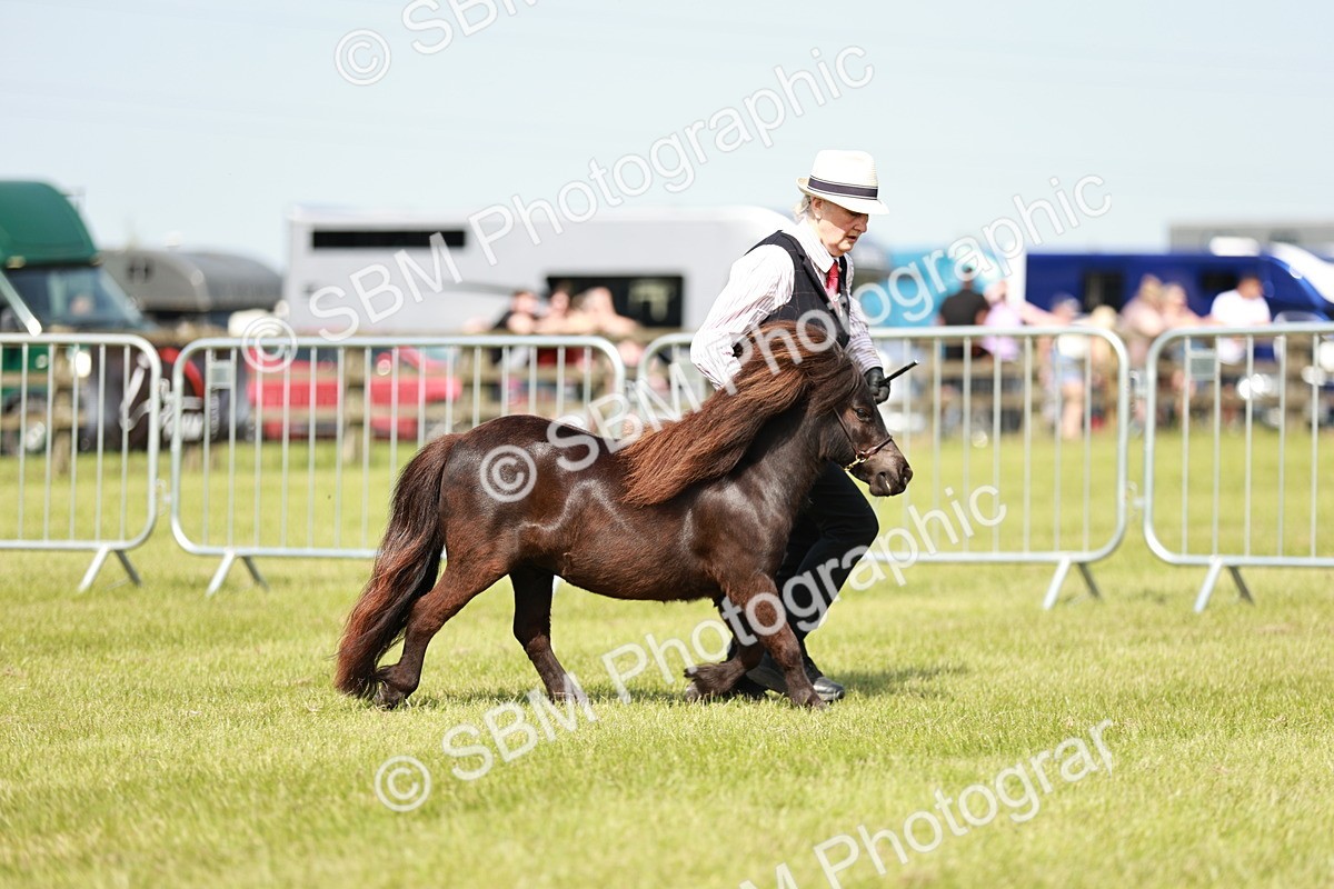 SBM_01889 - Class 14-23 - Mountain & Moorland In Hand Non Welsh