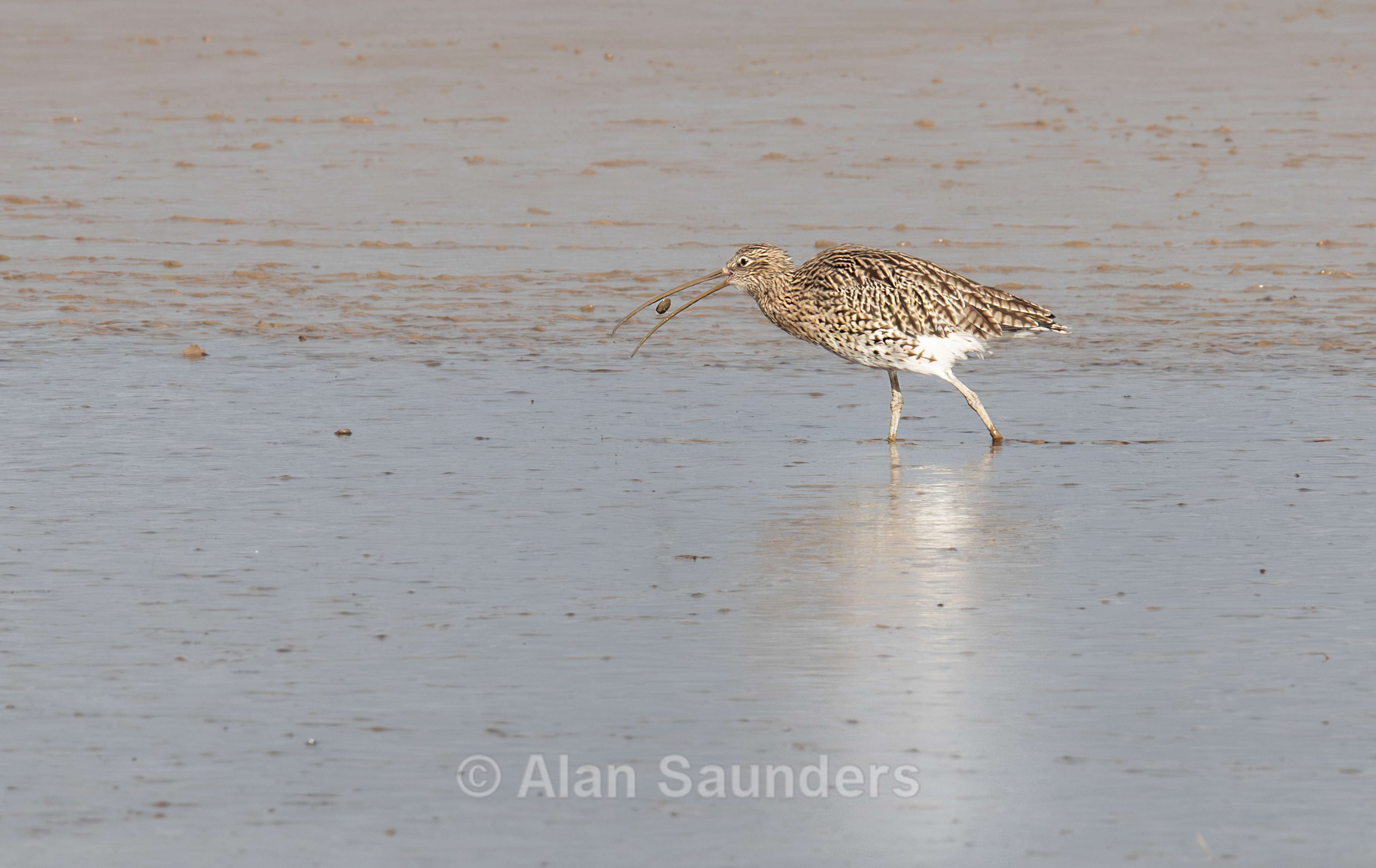 Eurasian Curlew 23