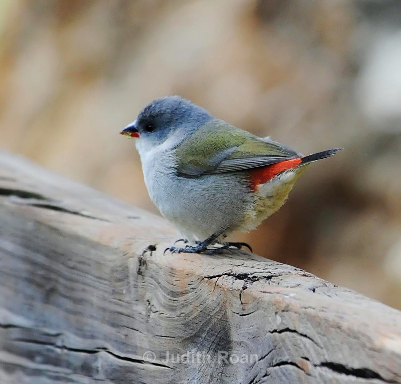 Swee Waxbill - South Africa Birds and Mammals