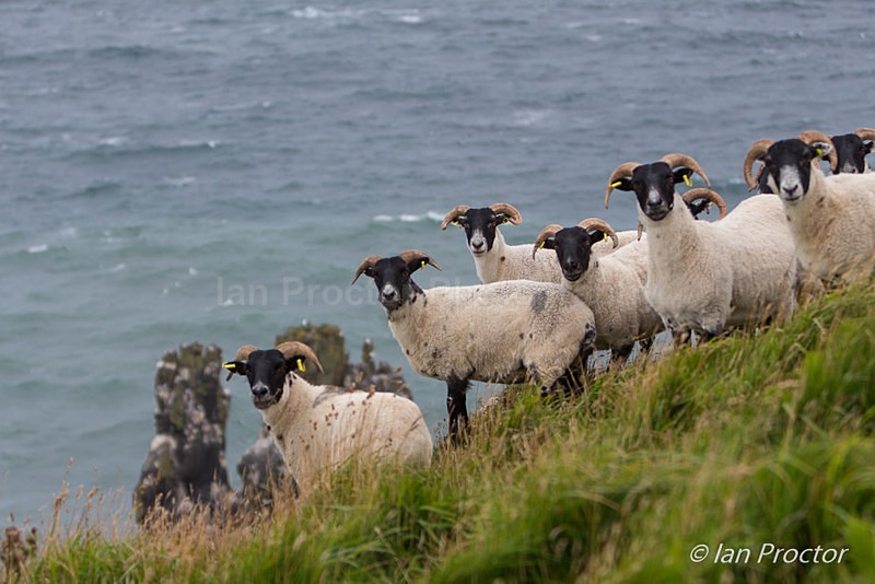 Rathlin Island Sheep - Nature