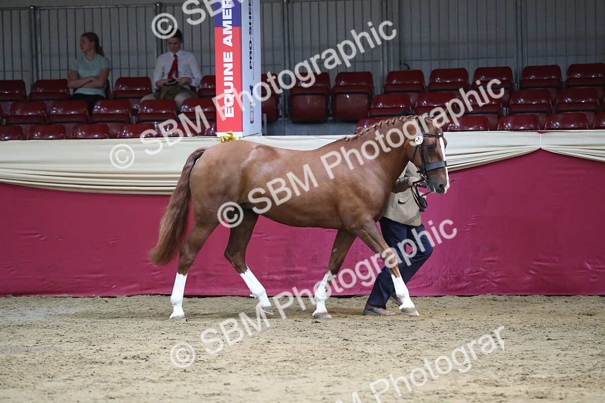SBM_06542 - Regional IH Champ