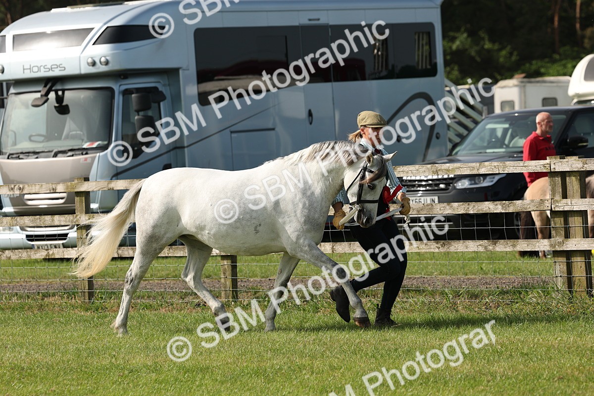 SBM_00765 - Class 6-13 - Mountatin and Moorland In Hand Welsh Breeds