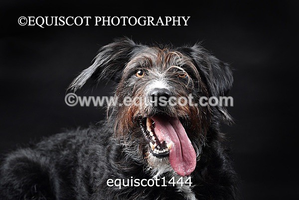 equiscot1444 - RUSSO