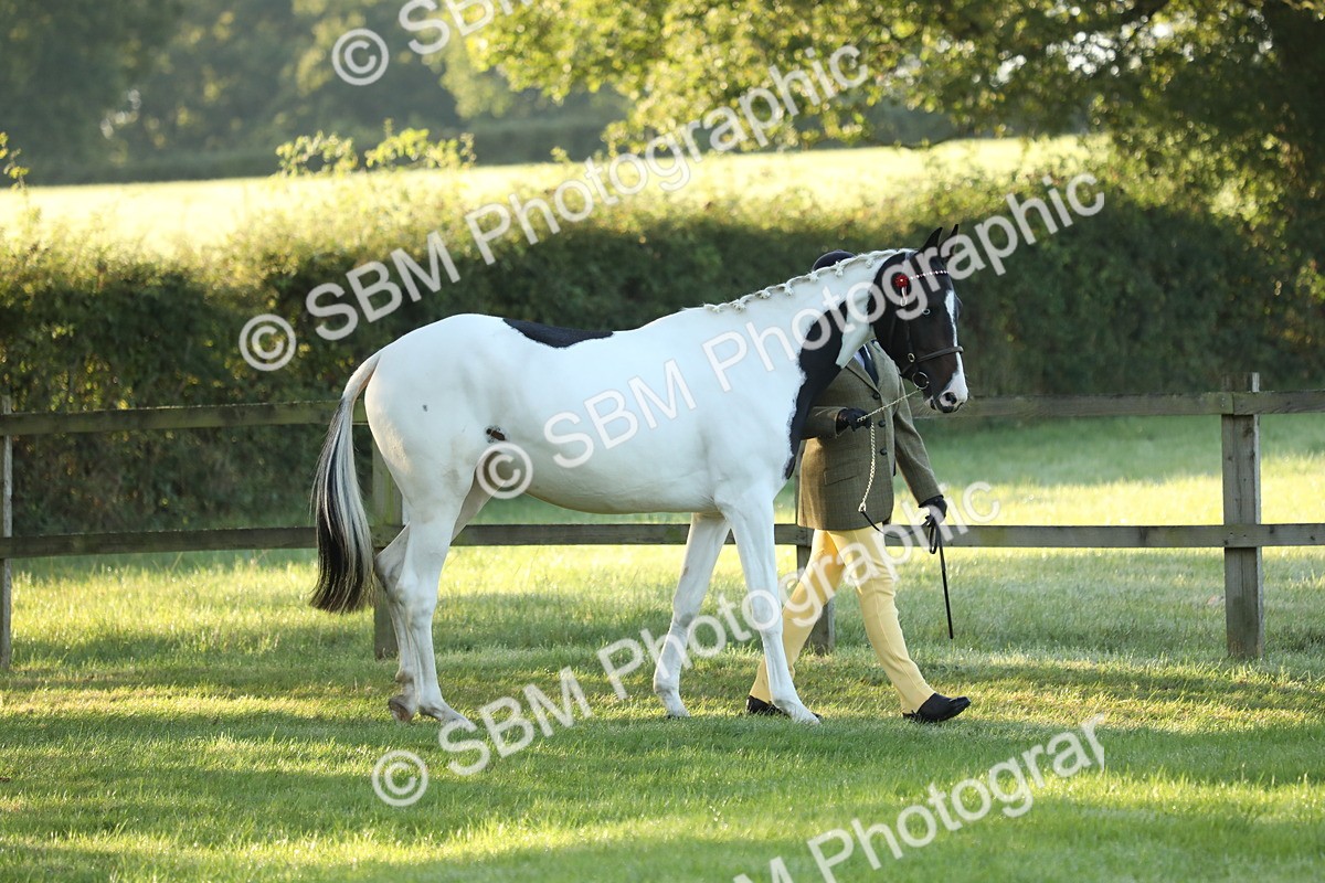 SBM_57908 - S42 - Youngstock