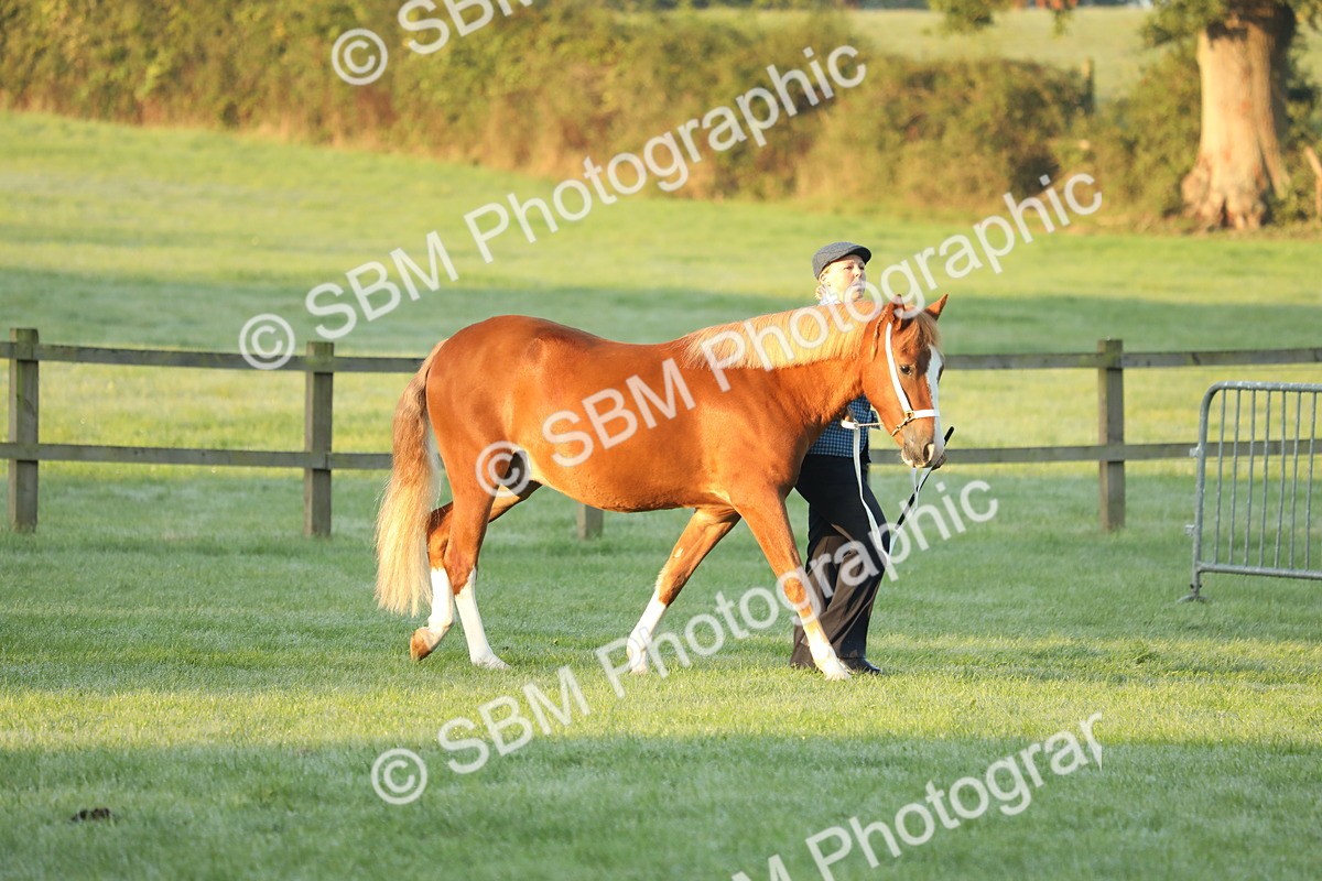 SBM_57769 - S42 - Youngstock