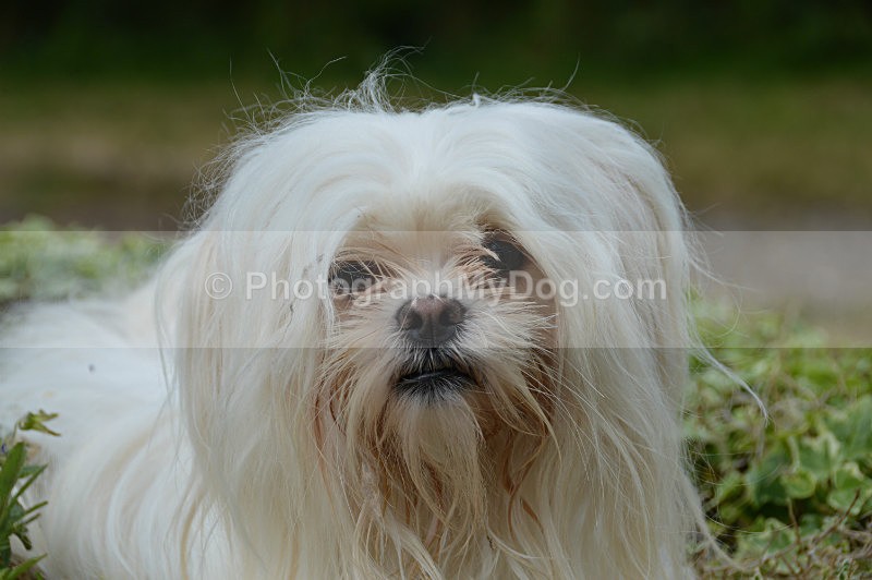  - Lhasa Apsos
