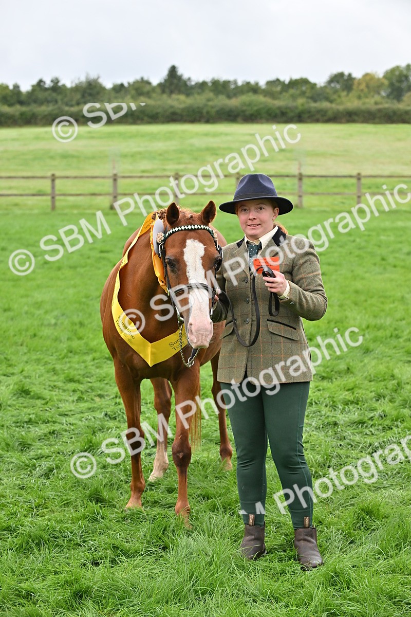 SBM_57579 - S46 - Part Bred Arab & Native Pony In Hand