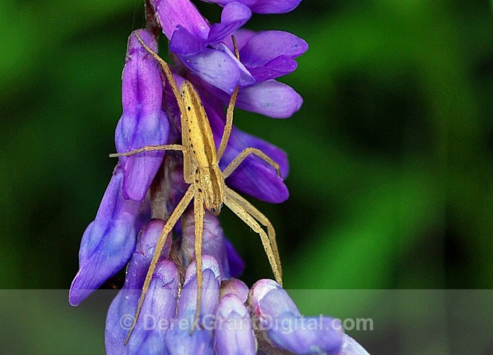 Slender Crab Spider - Spiders of Atlantic Canada