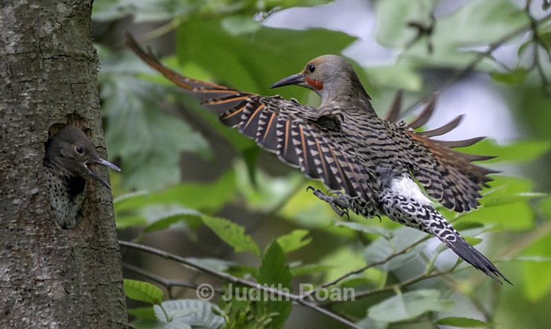 Northern Flicker Male With Young