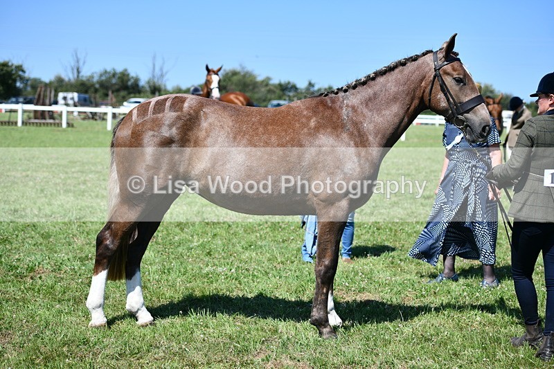 DSC_6786 - Class 57: Hunter/Riding Horse/Hack 1, 2 & 3 yr olds