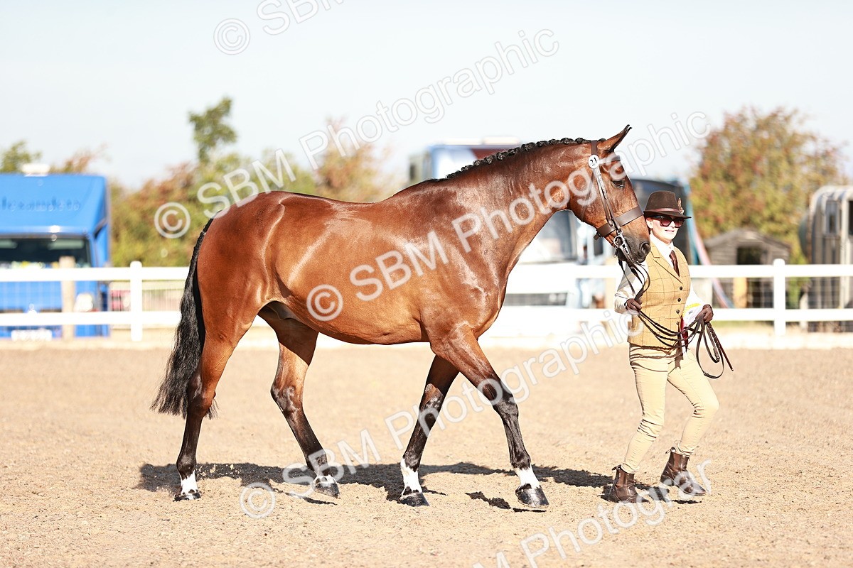 SBM_11236 - Class 401 - IH  Veteran horse