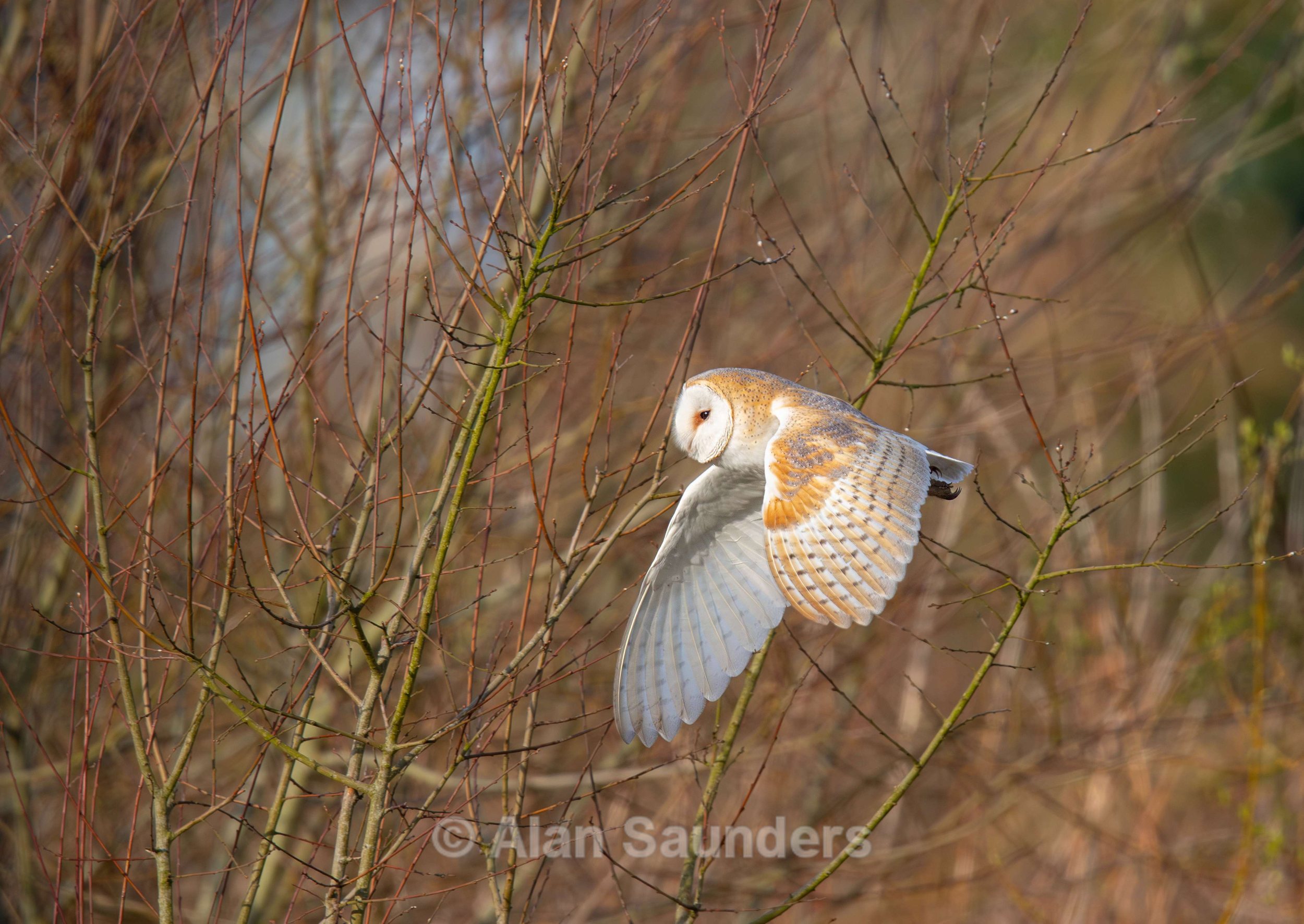 Barn Owl 3 (female)