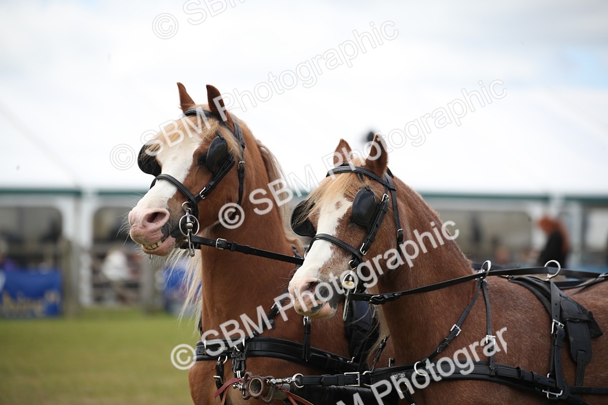 SBM_15492 - Class 90 - Scurry 122cm and Under