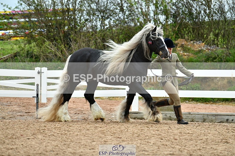 230416A-114800-04202 - Cls 47 In Hand Racehorse to Showhorse