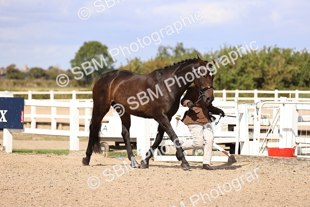 SBM_14286 - Class 411 - Prettiest Mare (IH OR Ridden) Adult