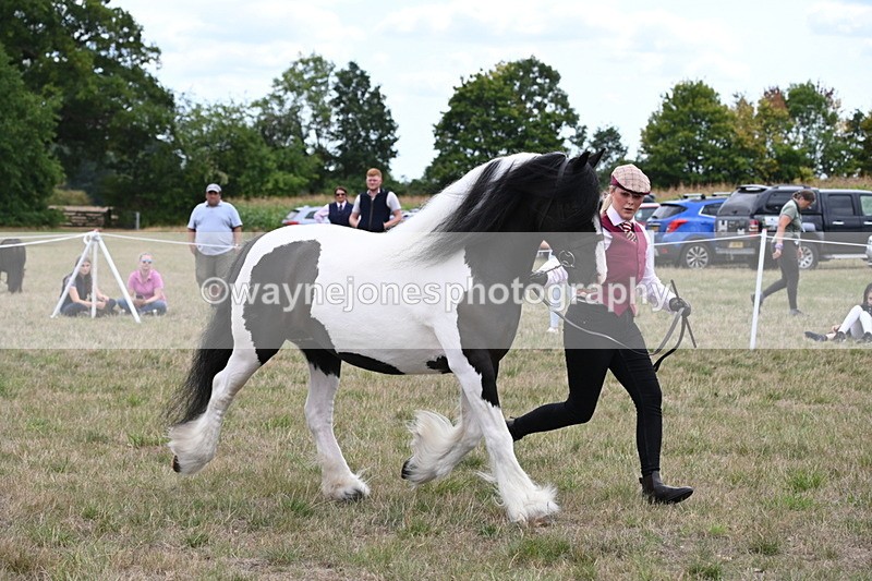 WJ6_5505 - Class 18 In-hand Coloured